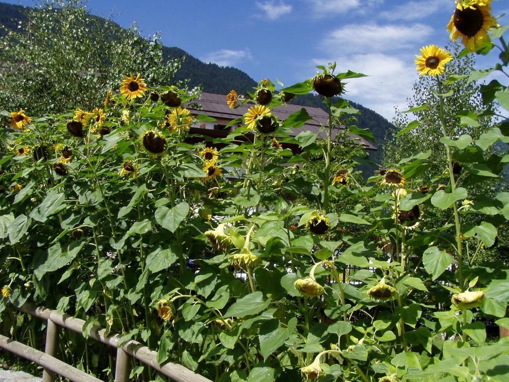 Hotel La Locanda Pinzolo Dış mekan fotoğraf